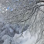 Guest house Rifugio Del Pettirosso